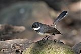 Malaysian Pied-Fantail